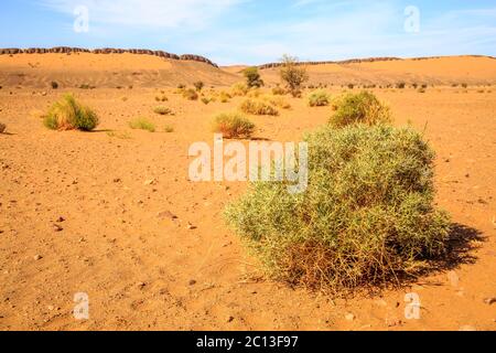 Schönen marokkanischen Berglandschaft mit Akazie im Vordergrund Stockfoto