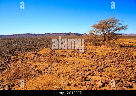 Schönen marokkanischen Berglandschaft mit Akazie im Vordergrund Stockfoto