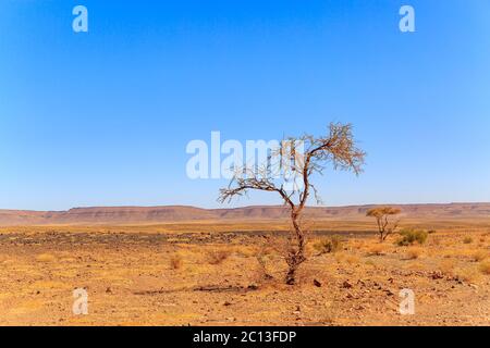 Schönen marokkanischen Berglandschaft mit Akazie im Vordergrund Stockfoto