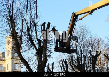 Arbeiter schneiden Sie Äste und trimmt eine Bäume Limes mit dem Lift in den Park. Stockfoto