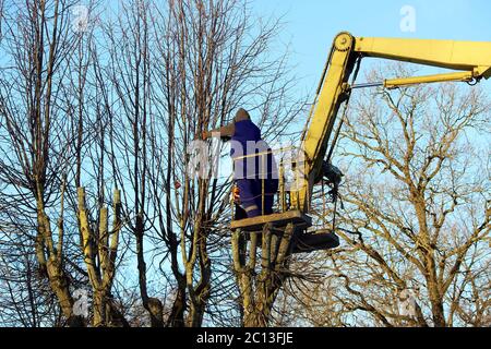 Arbeiter schneiden Sie Äste und trimmt eine Bäume Limes mit dem Lift in den Park. Stockfoto