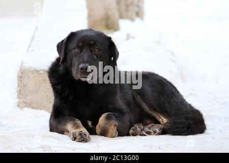 streunender Hund liegt auf dem Schnee im Winter zusammengerollt Stockfoto