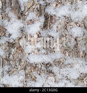 Die Rinde des Baumes mit Schnee Stockfoto