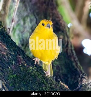 Atlantischer Kanarienvogel, ein kleiner brasilianischer Wildvogel.der gelbe kanarienvogel Crithagra flaviventris ist ein kleiner Singvogel aus der Familie der Finken. Stockfoto