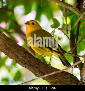 Atlantischer Kanarienvogel, ein kleiner brasilianischer Wildvogel.der gelbe kanarienvogel Crithagra flaviventris ist ein kleiner Singvogel aus der Familie der Finken. Stockfoto