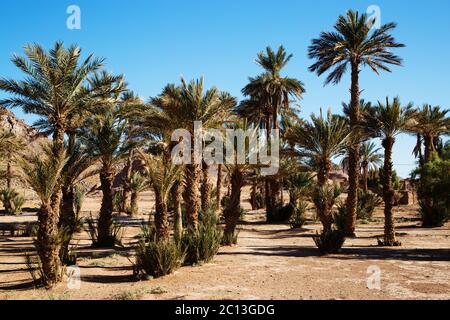 Schöne marokkanische Palmenhain Landschaft in der Wüste Stockfoto