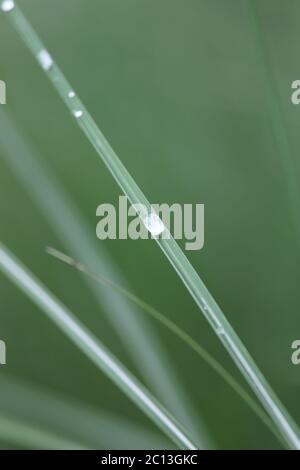Wassertropfen auf einem Grashalm Stockfoto