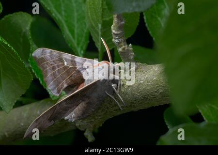 Leuchtend orange Antennen kontrastieren mit dem umgebenden Grün und dem großen lila grauen Körper und den Flügeln dieser Pappel-Falkenmotte. Vorderseite Hochformat. Stockfoto