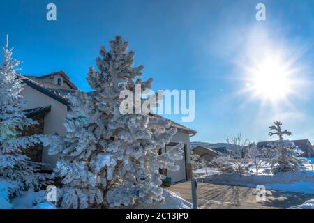 Häuser und Milchbäume in einer verschneiten Gegend in Wasatch Mountains im Winter Stockfoto