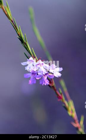 Zarte violette Blüten der australischen einheimischen schmal-blättrigen Hemienia, Hemienia purpurea, Familie Lamiaceae. Endemisch in Küsten- und Bergheide Stockfoto