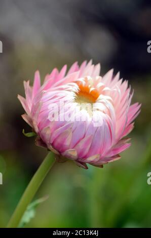 Australische einheimische rosa und weiß ewige Gänseblümchen Blume; Xerochrysum bracteatum, Familie Asteraceae. Auch bekannt als Papierblumen und Strohblumen. De Stockfoto