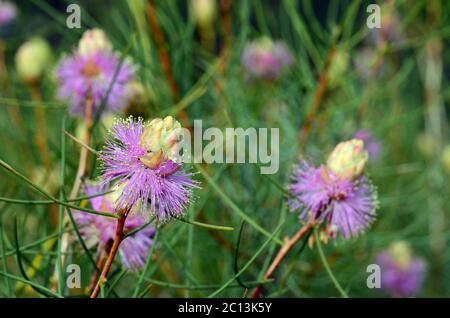 Australische einheimische lila Blüten der drahtigen Honigmyrte, Melaleuca filifolia, Familie Myrtaceae. Endemisch an der zentralen Westküste von Westaustral Stockfoto