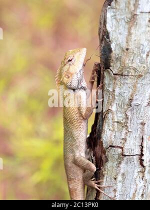 Changable Lizard beim Besteigen eines Baumes in den Botanischen Gärten von Singapur Stockfoto