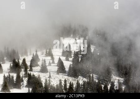 Pinien im nebligen Winter Stockfoto