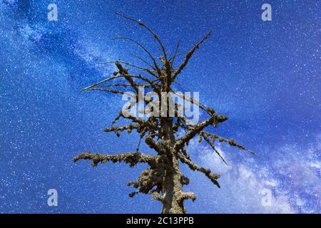 Toter moosiger Baum Milchstraße Stockfoto