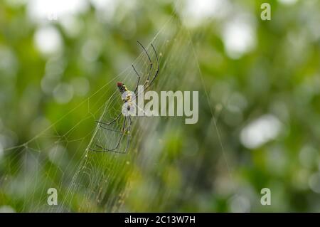 Große Spinne auf ihrem Netz mit einigen Teilen im Fokus Stockfoto