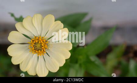 Gelbliche Zinnien Blüten mit Bokeh Hintergrund. Das Bild eignet sich für die Verwendung als Hintergrundbild oder als Grafikressourcen Stockfoto