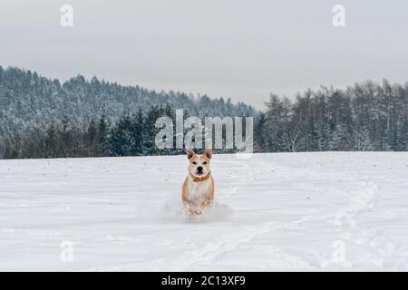 Ausführen von Staffordshire Bull Terrier Stockfoto