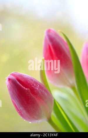 Rosa Tulpen isoliert auf grünem Hintergrund. Stockfoto