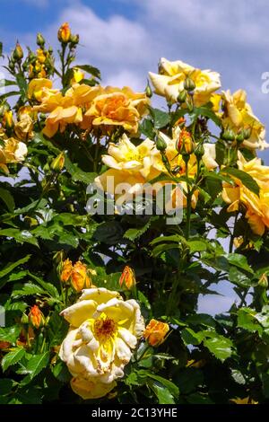 Orange gelbe Kletterrosen, blühender Strauch voller Blüte im Garten Stockfoto