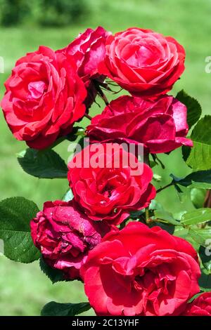 Rote Kletterrose, Rosen, Rosa Danse des Sylples Stockfoto