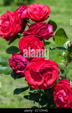 Rote Strauchrose, Rosen im Garten, Rote Rosen im Garten Stockfoto