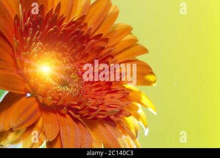 Red Transvaal daisy flower Stockfoto