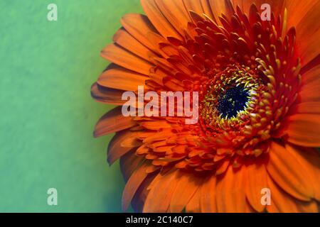 Red Transvaal daisy flower Stockfoto