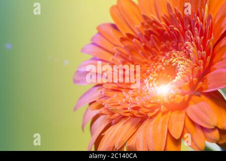 Red Transvaal daisy flower Stockfoto