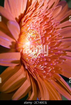 Red Transvaal daisy flower Stockfoto