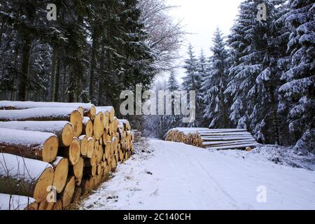 Kiefernholz unter Schnee im Wald. Stockfoto