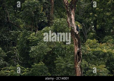 Ein Noppenhornschnabel (Rhyticeros cassidix) sitzt über einem Loch auf einem toten Baum in einem bewachsenen Gebiet in Bitung, Nord-Sulawesi, Indonesien. Stockfoto