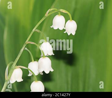 Lily Of The Valley - Convallariaarten Majalis Stockfoto