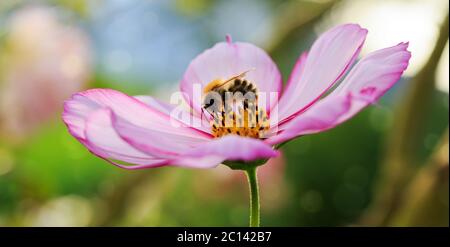 Biene auf rosa Cosmos Blume. Stockfoto