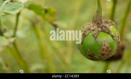 Solanum Pflanzen melongena andere Varianten, mit abgerundeten Formen und verschiedenen Geschmacksrichtungen, in der Regel als frisches Gemüse in Indonesien verwendet Stockfoto