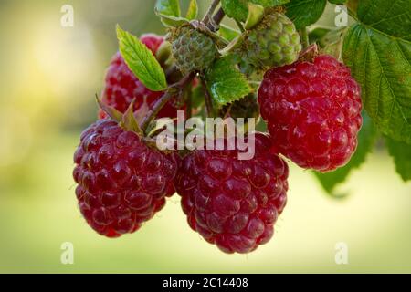 Nahaufnahme der reifen Himbeere im Obstgarten. Stockfoto