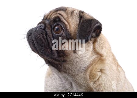 Portrait von Mops Hund auf weißem Hintergrund Stockfoto