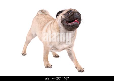 Portrait von sitzenden Mops Hund auf weißem Hintergrund Stockfoto