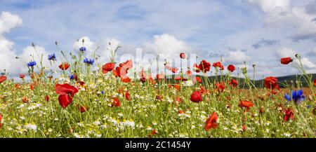 Rote Mohnblumen am blauen Himmel. Stockfoto