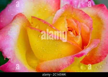 Gelb mit rosa Rand edle Rose. Makroaufnahme. Stockfoto