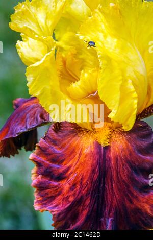 Hohe bärtige Iris Fiesta Zeit Iris Blume Gold Stockfoto