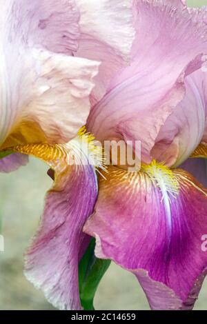 Hohe Bärtige Iris „Giant Rose“ Stockfoto