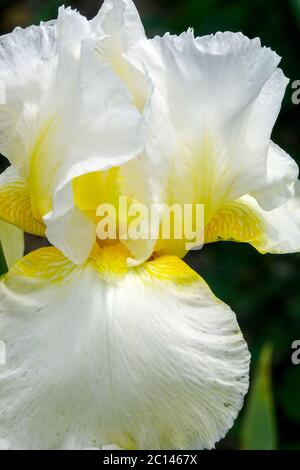 Hohe Bärtige Iris „Sun King“ Stockfoto