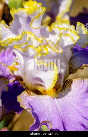 Große bärtige Iris-Blütenstamene „Imperial Edge“-Nahaufnahme der Blüte blassviolett Stockfoto