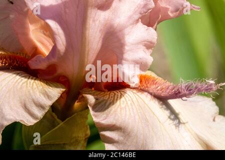 Pfirsichrosa bis rosa Blütenfarbe hoch bärtig Iris stamens 'Jump for Joy' Iris close up Flower Stockfoto