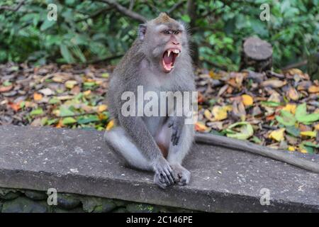 Makaken Affen wird wütend und zeigt Zähne. Stockfoto