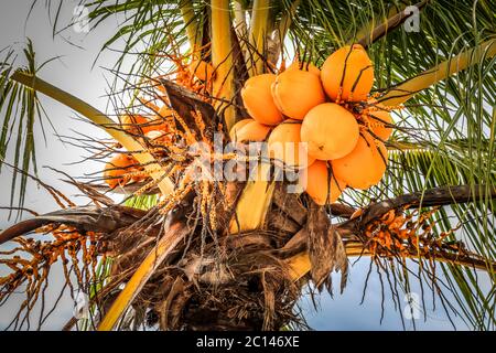Nahaufnahme von Kokosnüssen in Palmenbaum. Stockfoto
