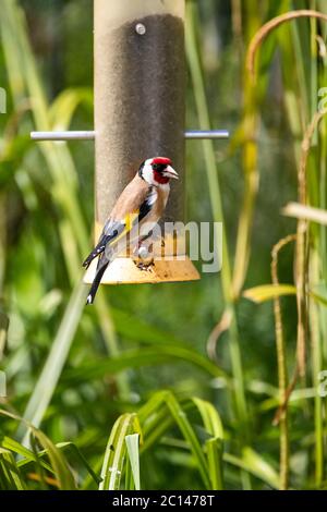 Europäischer Goldfink - Carduelis carduelis - Fütterung von niger Samen von einem Fachfutter in einem Wildtiergarten hängen. Stockfoto