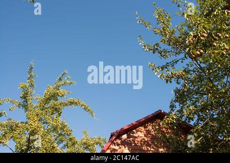 reife Birnen hängen an einem Ast auf dem Hintergrund von Hausdach und tiefblauen Himmel Stockfoto