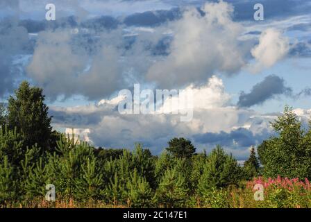 Christmas Tree Farm mit Fichten und Tannen. Sommer Frühlingslandschaft über dramatische Himmel Wolke Stockfoto